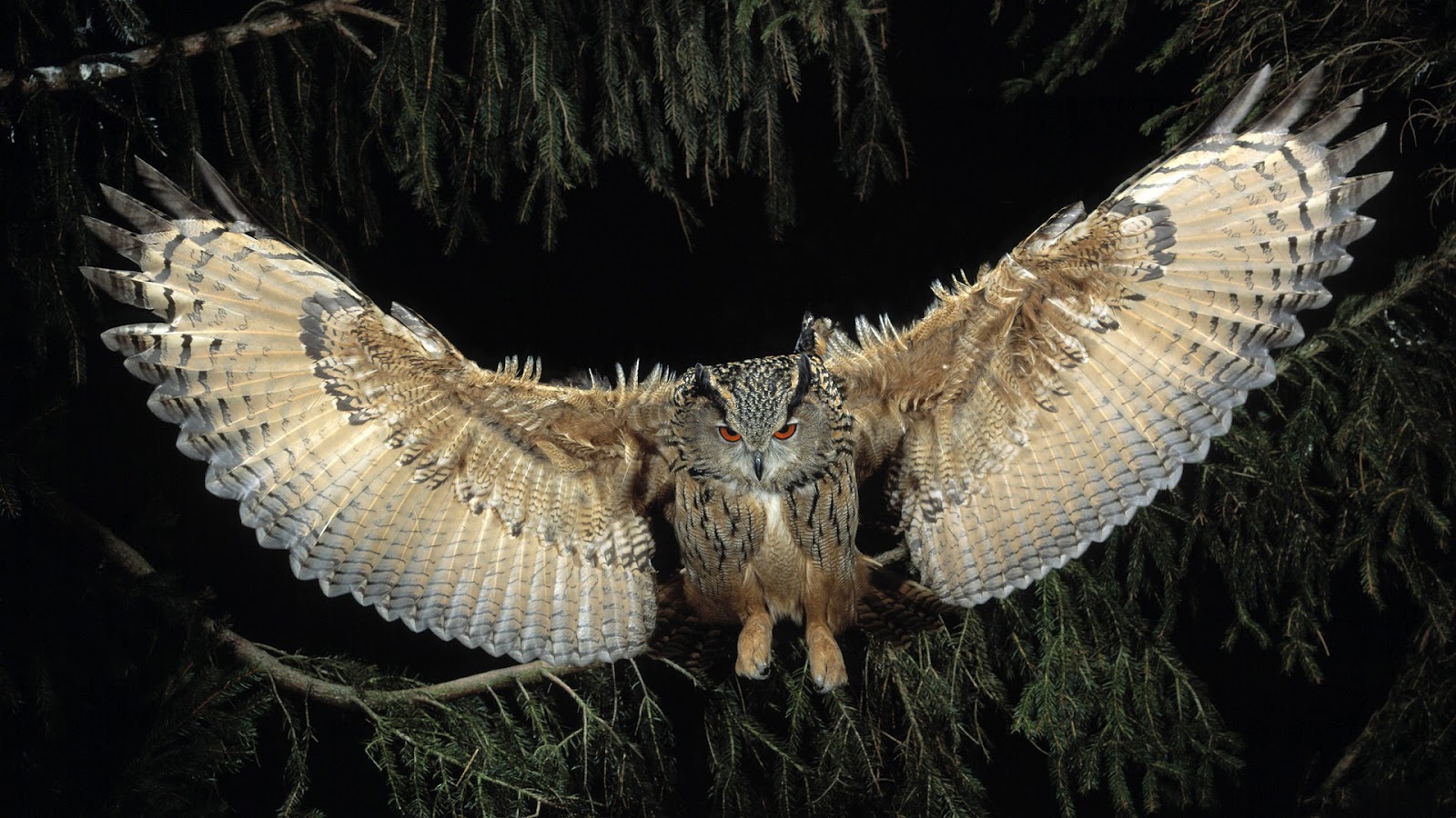 Beautiful Owl Full HD Wallpaper
