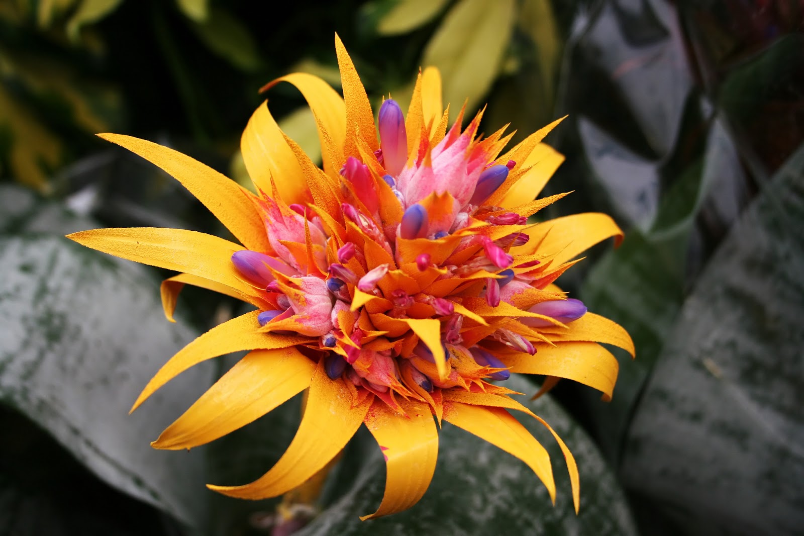 Exotic Tropical Flowers Photos Just For Sharing