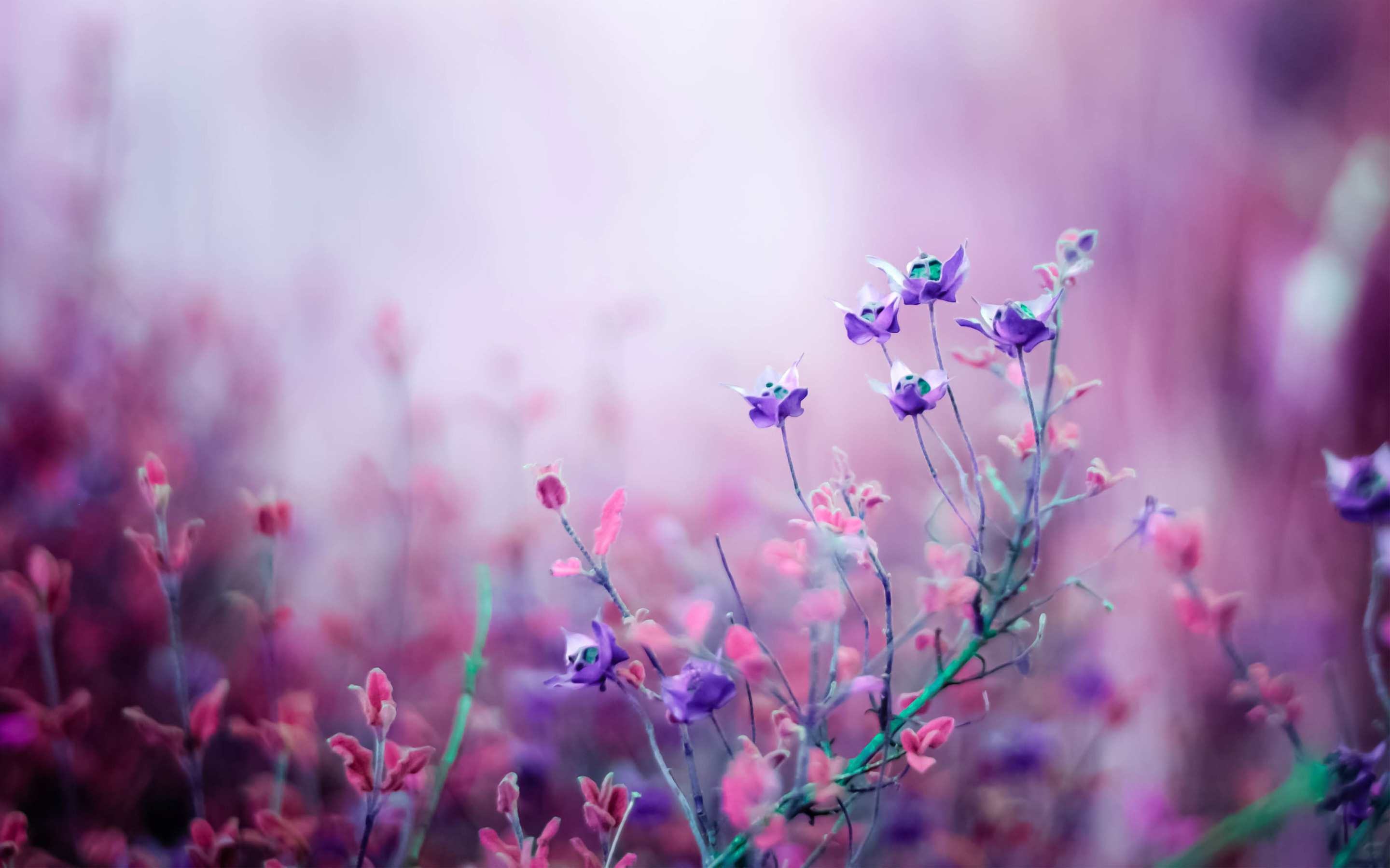 Simple Flower Wallpaper
