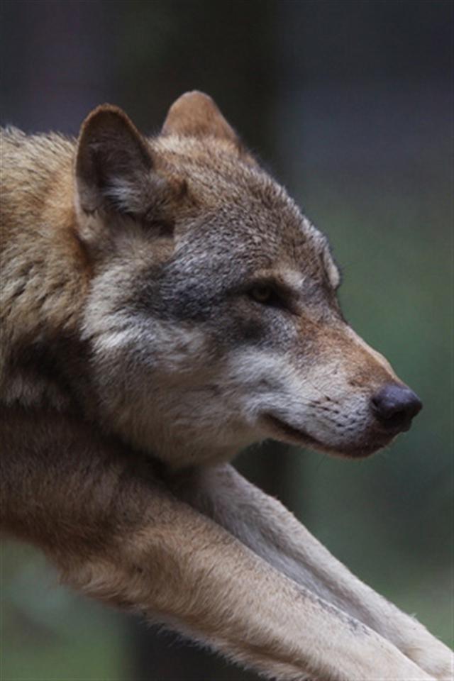  Wolf Animal iPhone Wallpapers iPhone 5s4s3G Wallpapers