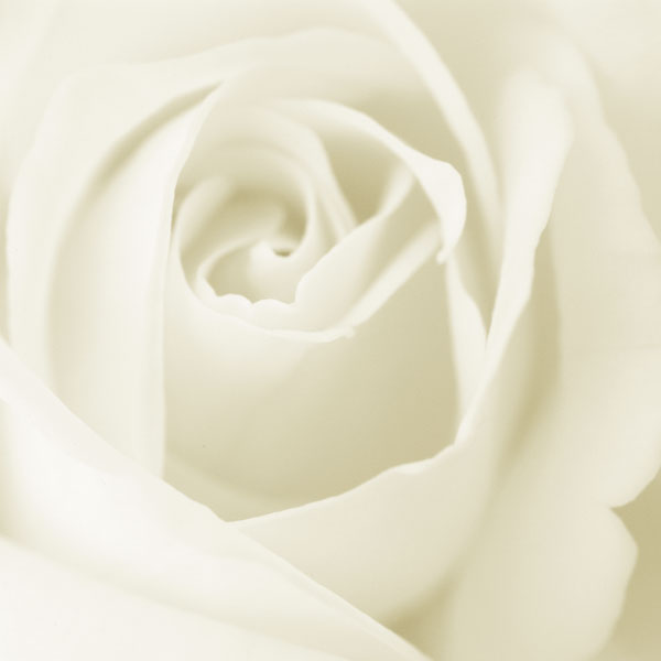 White Rose Wallpaper When the usual red roses then in the picture