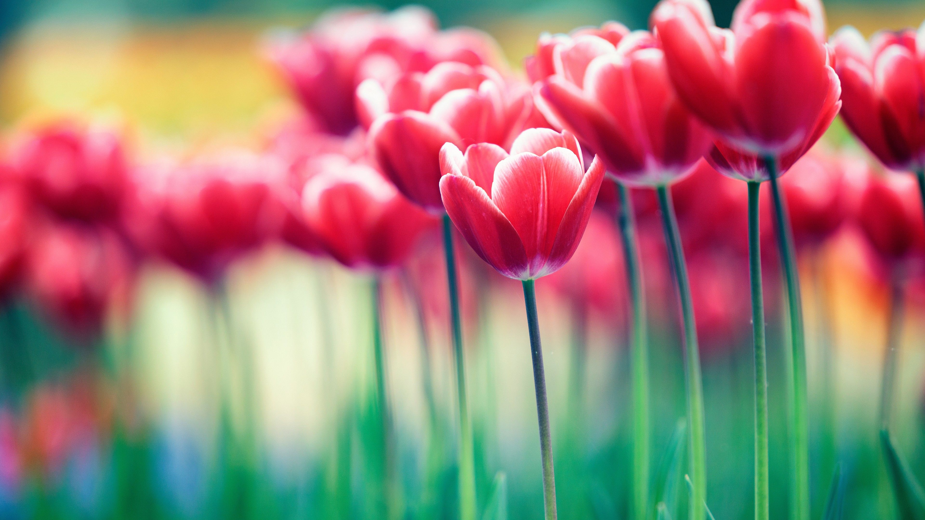 Pink Spring Flowers Wallpaper On