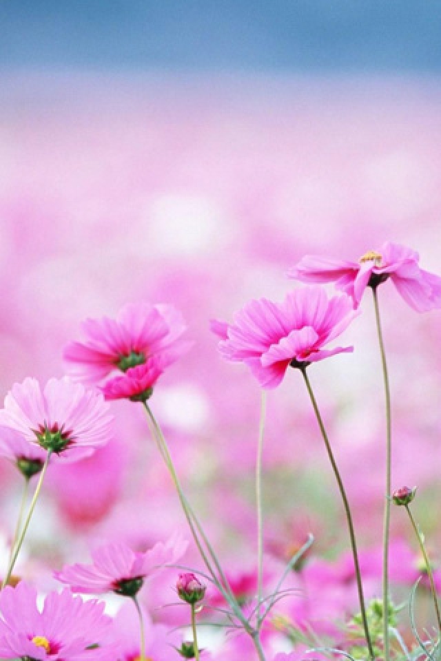 Nature Spring Flower iPhone HD Wallpaper