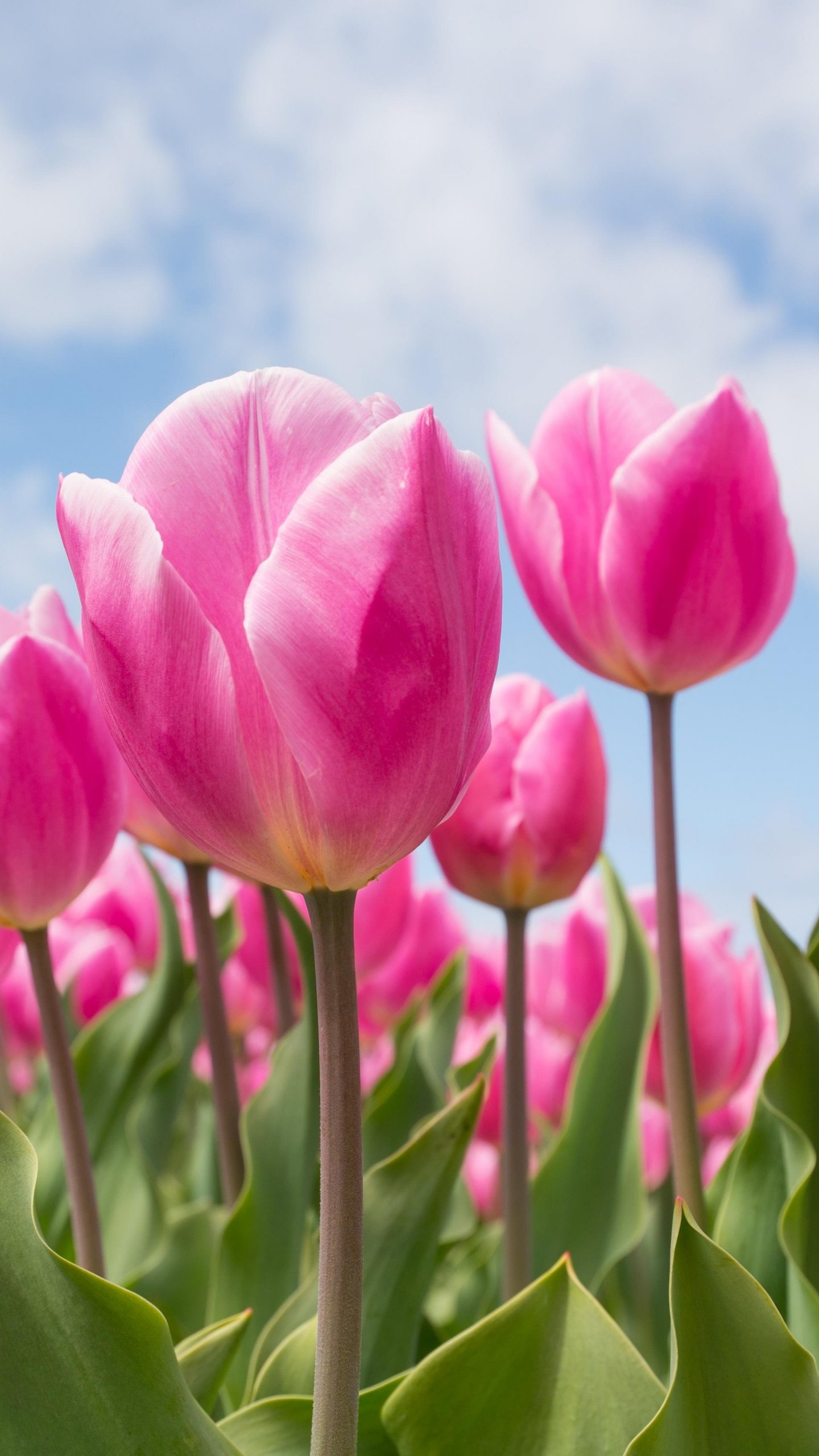 Tulip Wallpaper For iPhone Find Over Of The Best Image