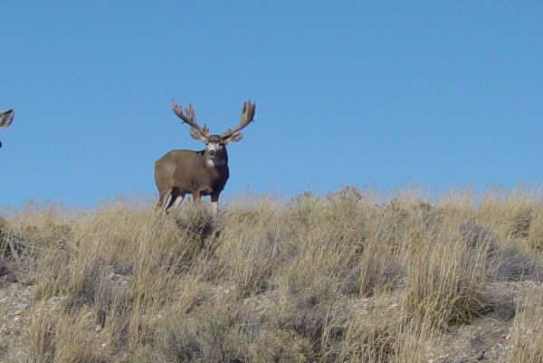 This Big Buck Photo Was Sent To Me By Email Mule Deer Like