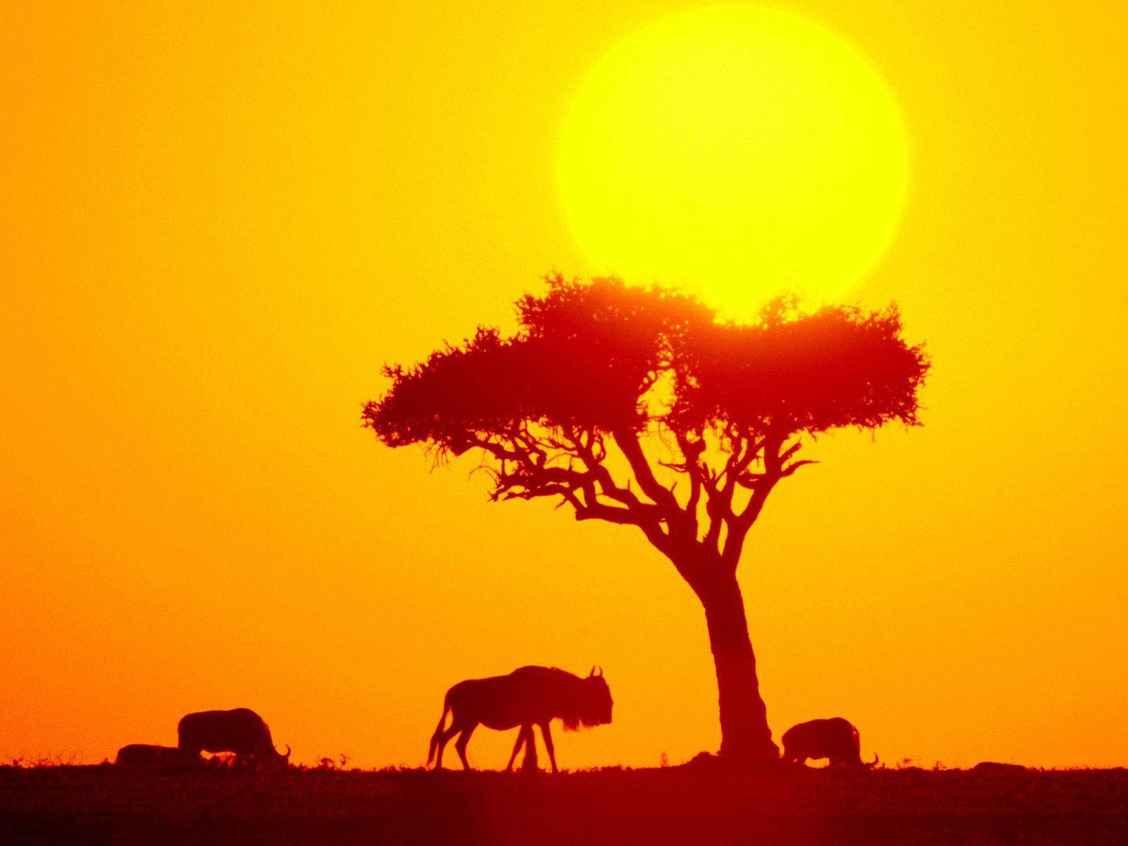 Silhouette of wildebeest grazing under an acacia tree at sunset in the African savanna