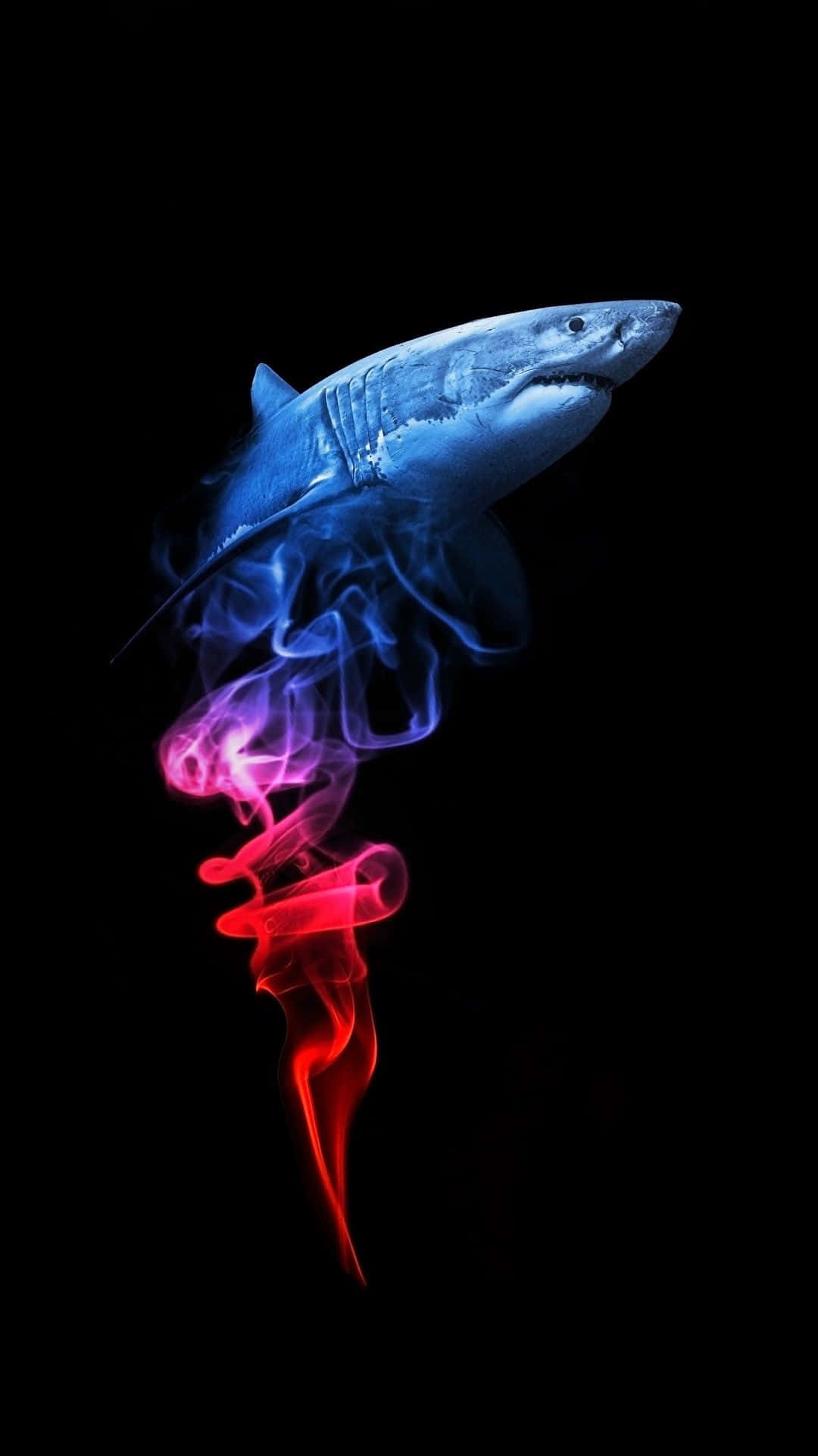 Shark Wallpaper iPhone