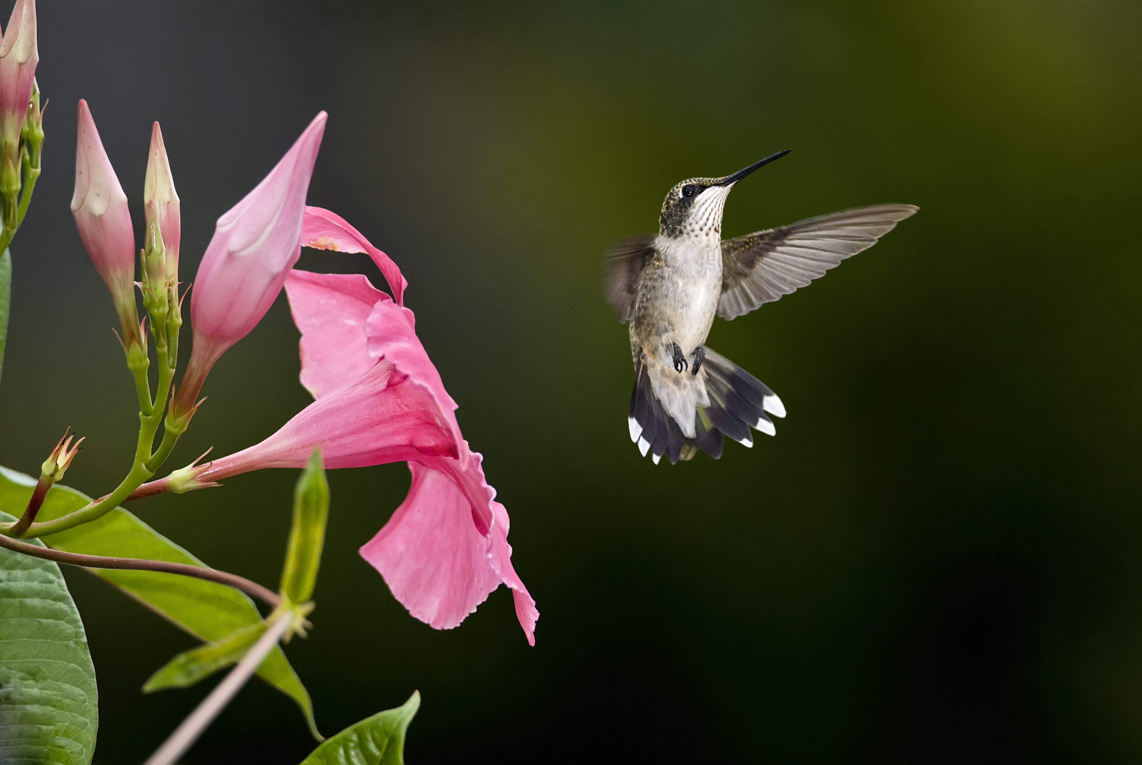 Animals Bird Hummingbird Flower Blur Photo Flying