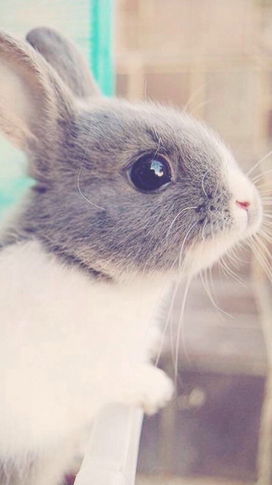 Cute Rabbit Wallpaper iPhone