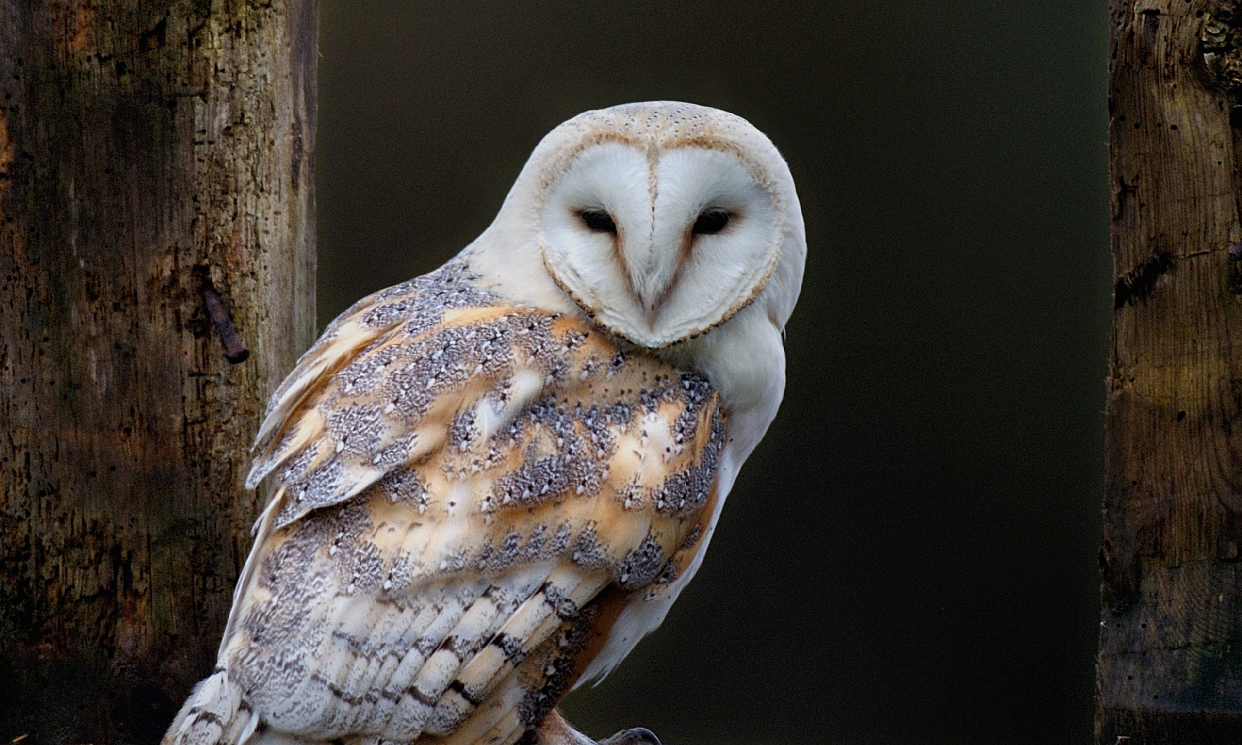 On Rat Poisons Urged To Protect Barn Owls Environment The Guardian
