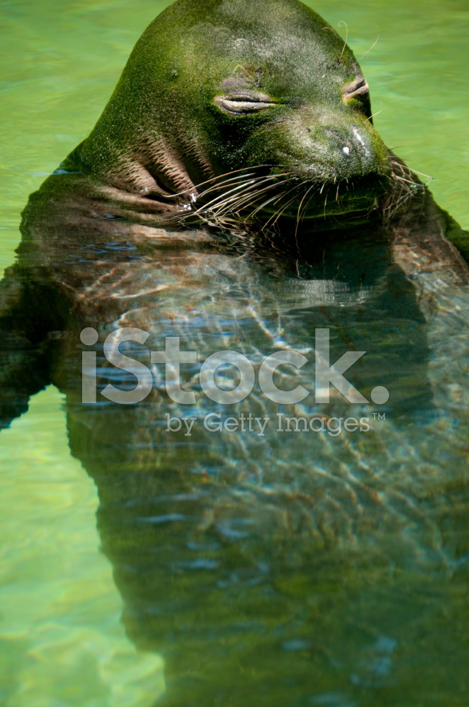 Monk Seal Stock Photo Wallpaper