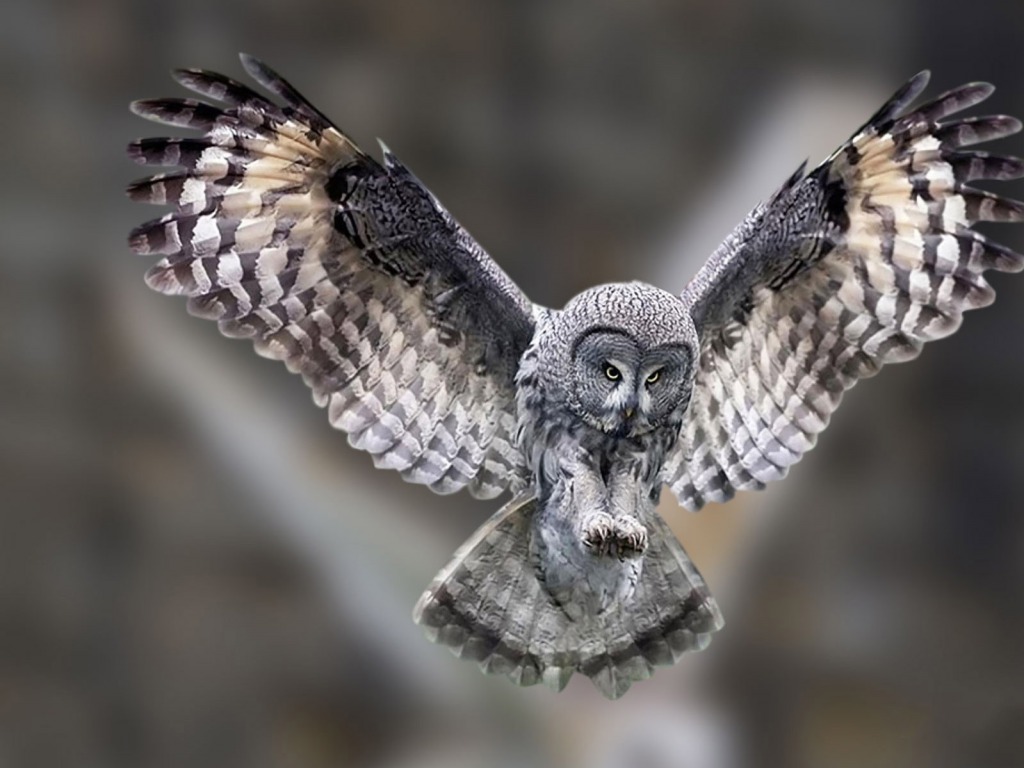 Owl Wallpaper For Desktop Background HD Pictures