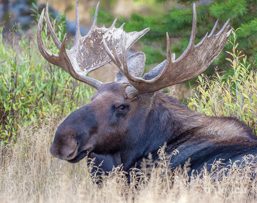 Bull Moose Bedded Down Photograph By Dale Erickson Pixels