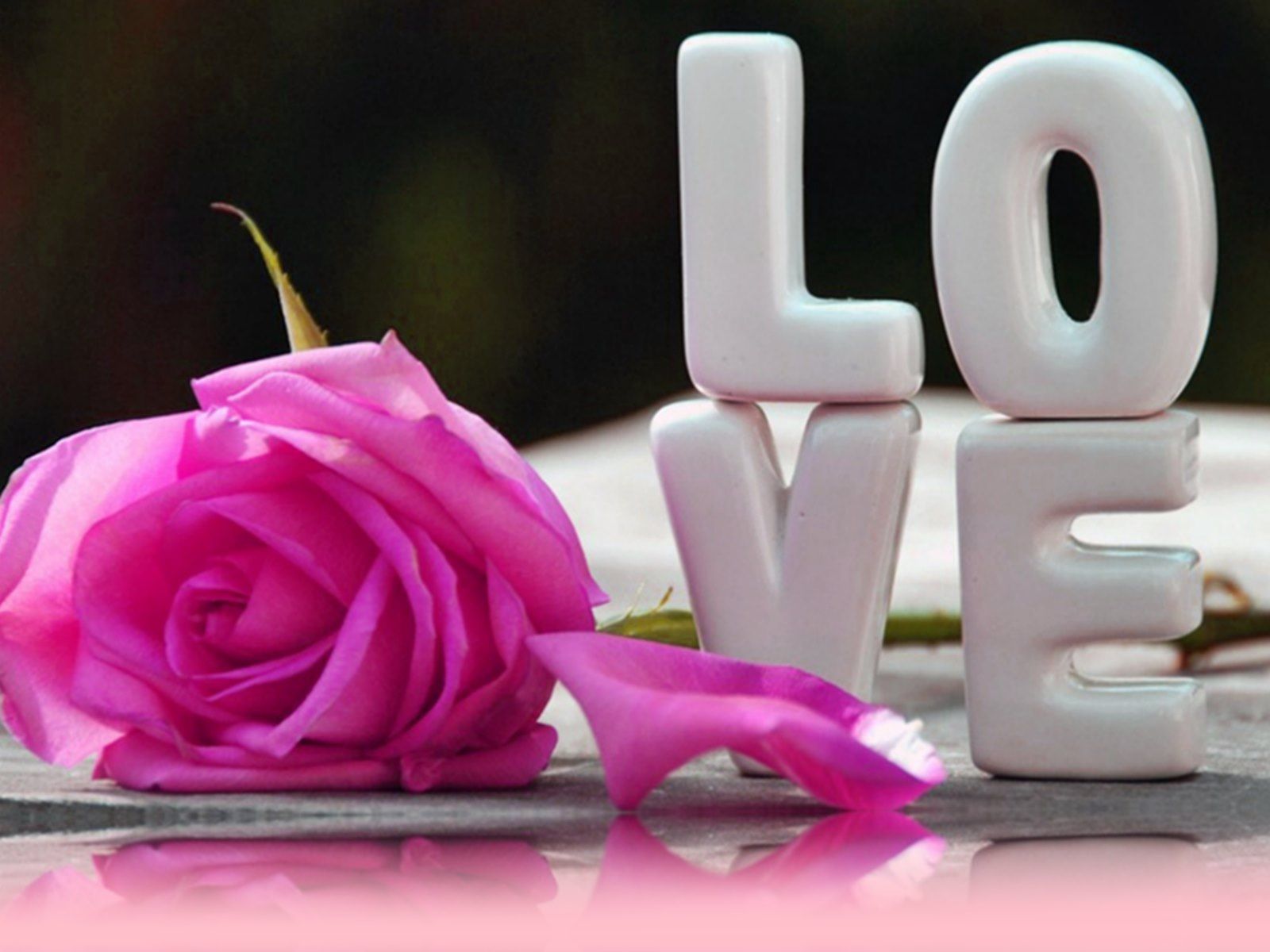 Love Rose HD Wallpaper On