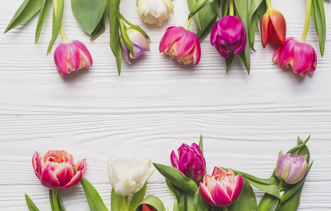 Wallpaper Flowers Spring Tulips Background Image For Desktop