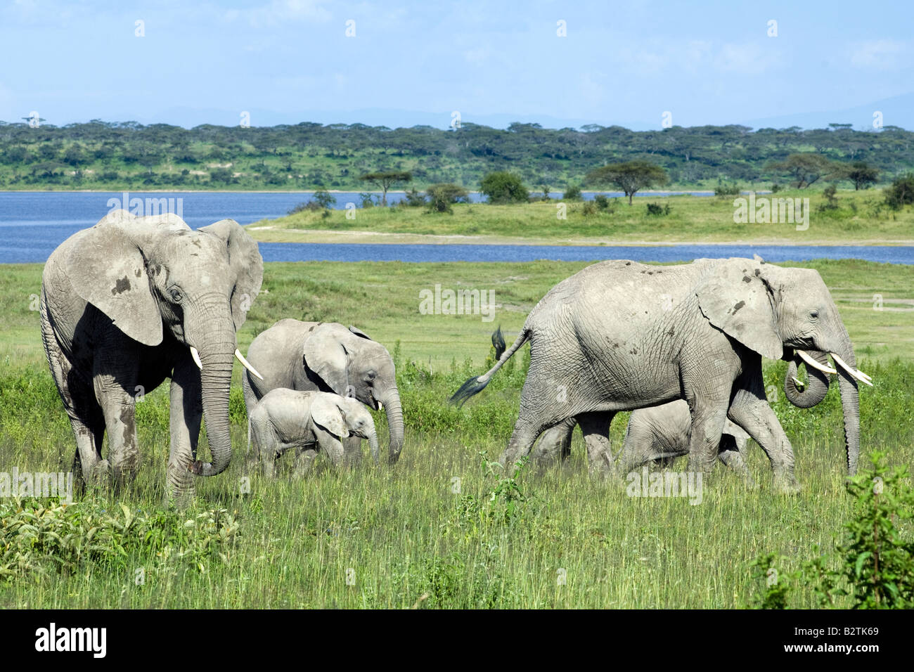 Elephant Family Grazing At Lake Ndutu Ngorongoro Conservation