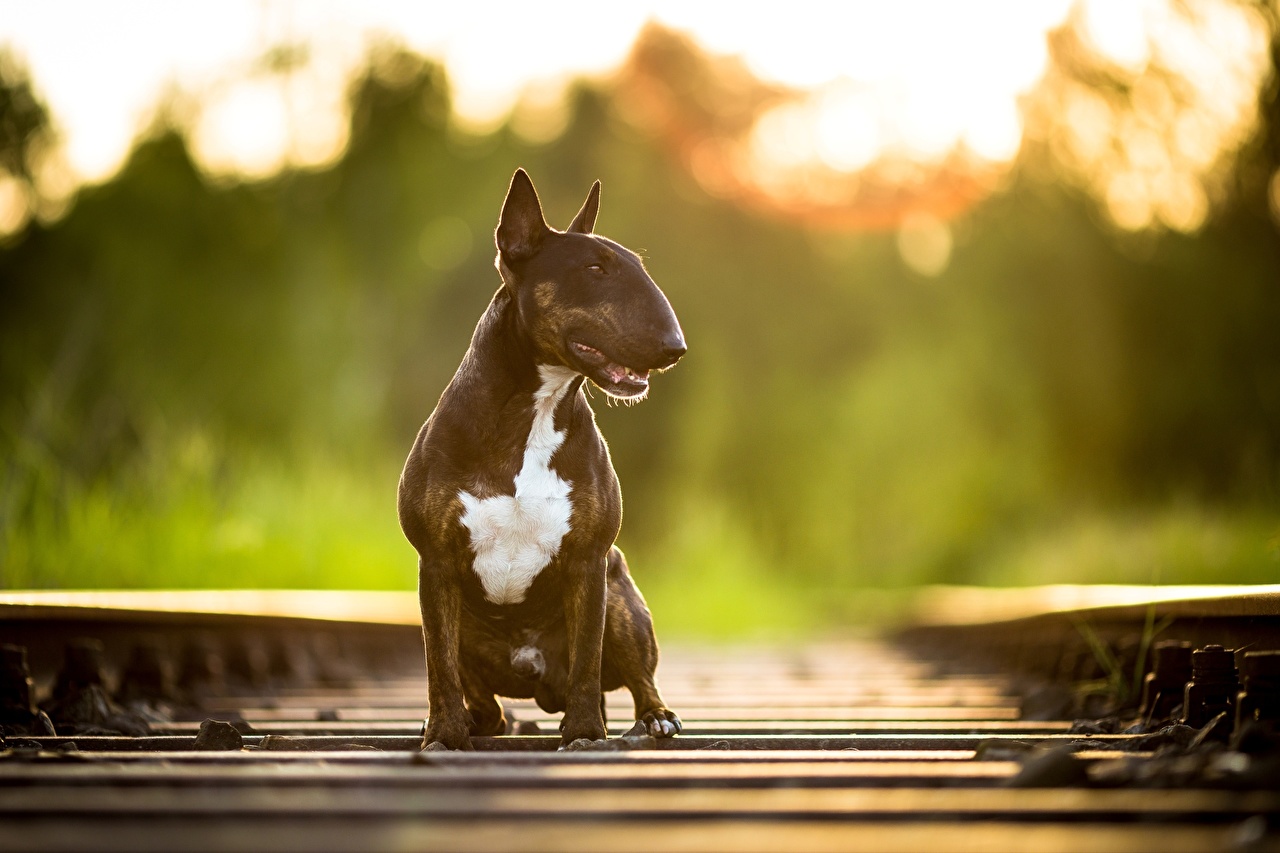 Photos Bull Terrier Dogs Railroads Animals