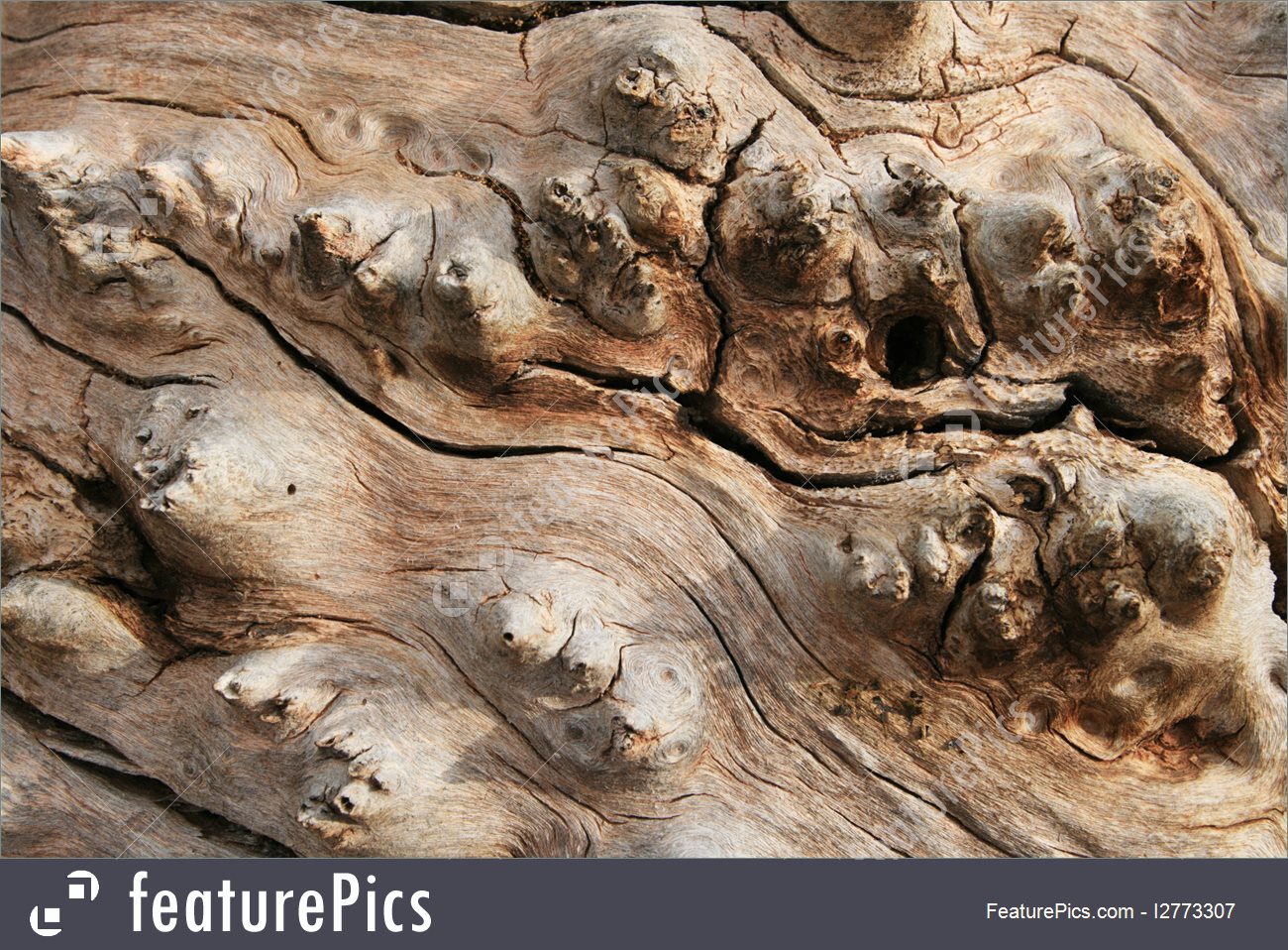 Cottonwood Wood Texture