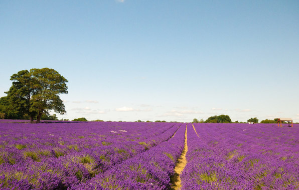 Provence France Plantation Flowers Lavender Wood Wallpaper