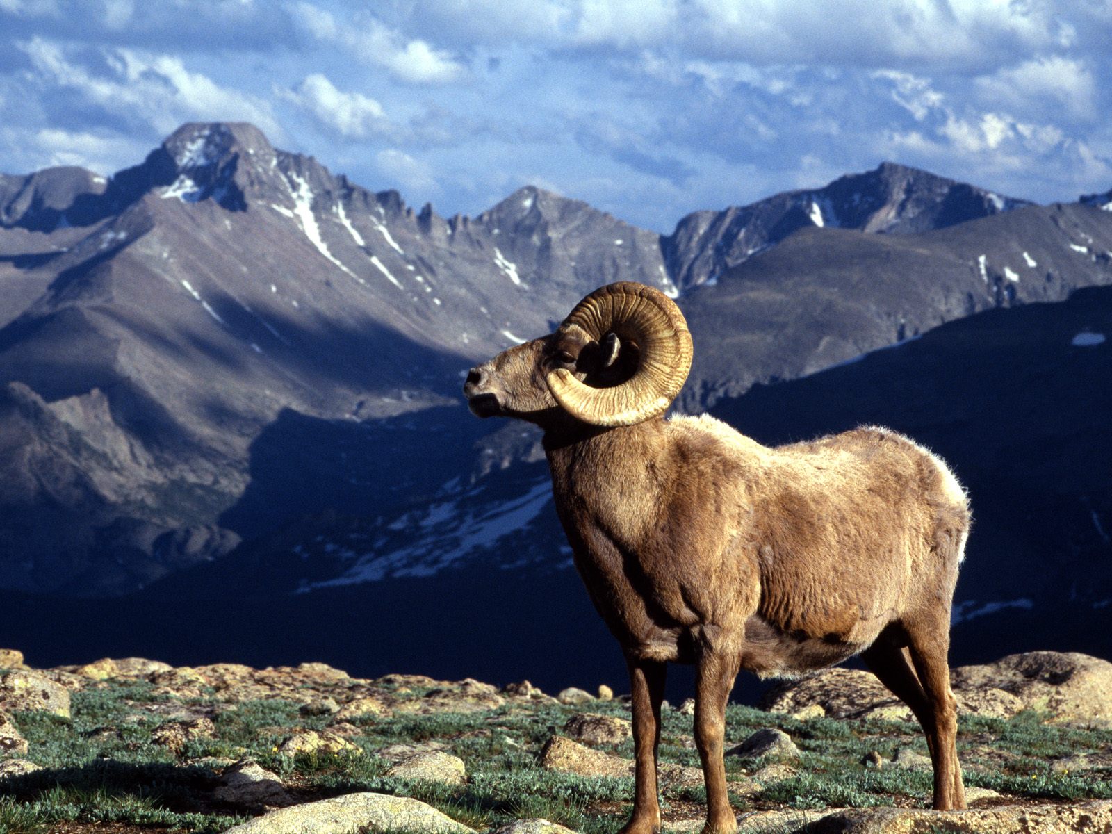 Horn Ram Rocky Mountain National Park Colorado Wallpaper