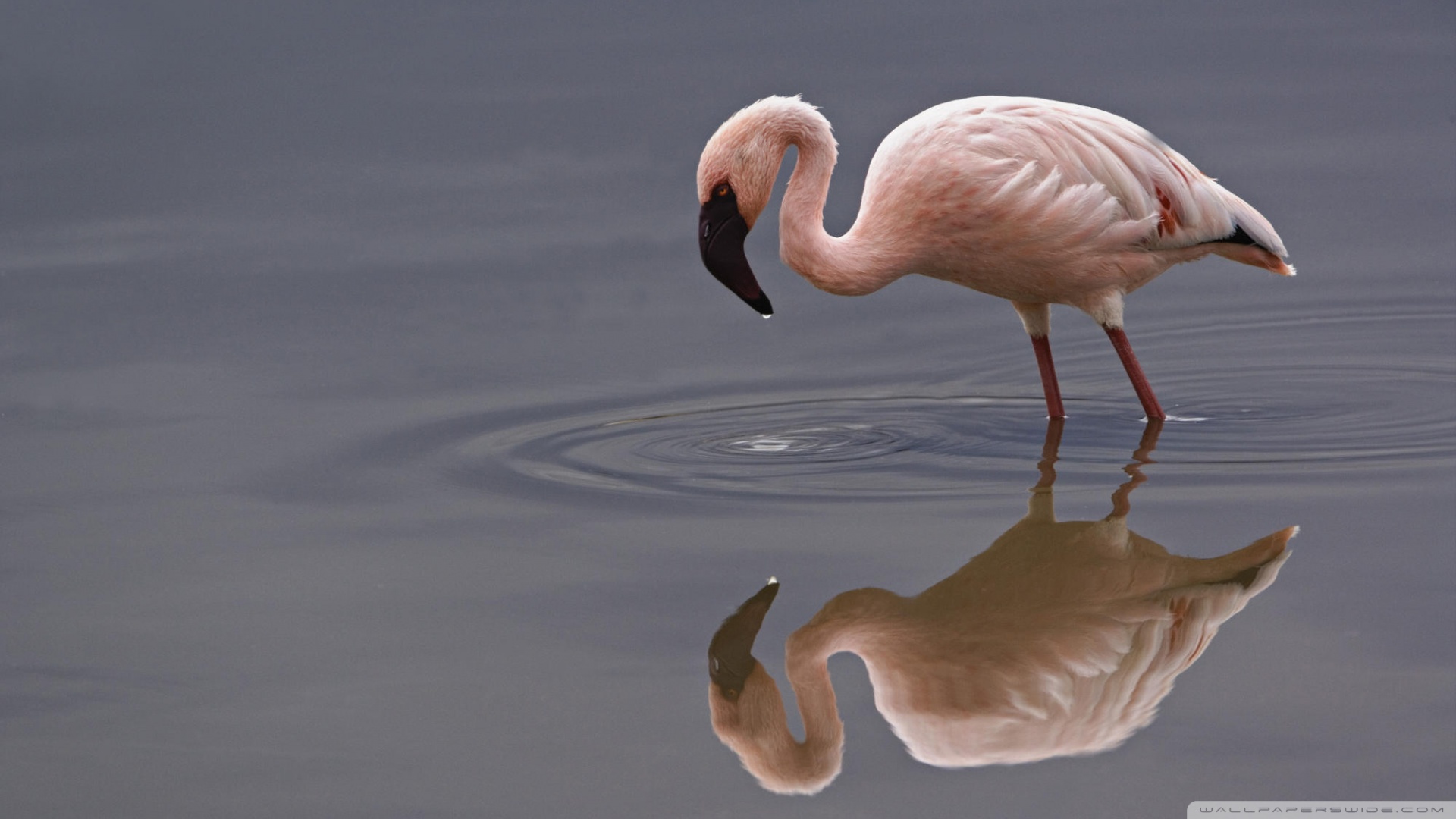 Lesser Flamingo Lake Nakuru National Park Kenya 4k HD Desktop