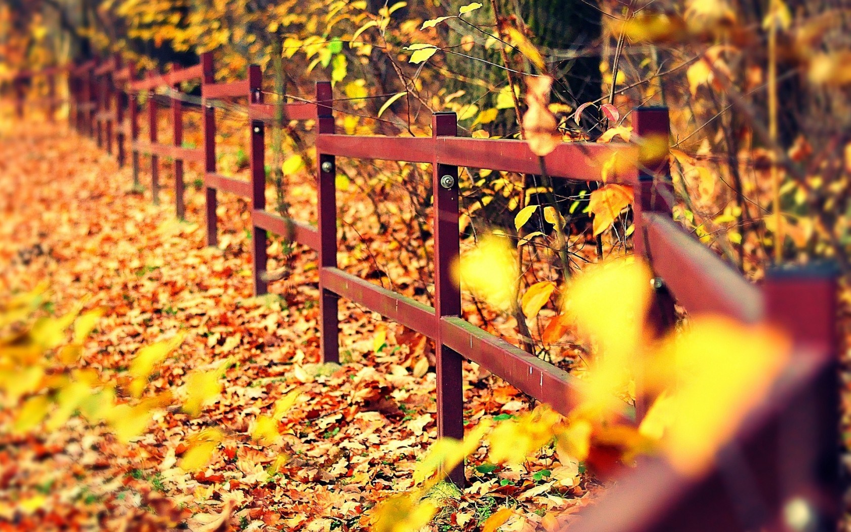 Autumn Leaves Falling   Wallpapers