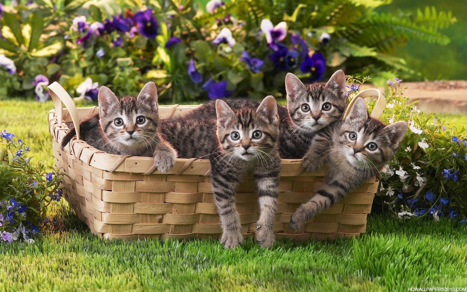 47+] Kitten Wallpapers Free Download - WallpaperSafari