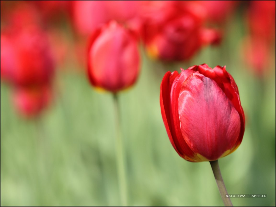 Wallpaper Red Tulip Background