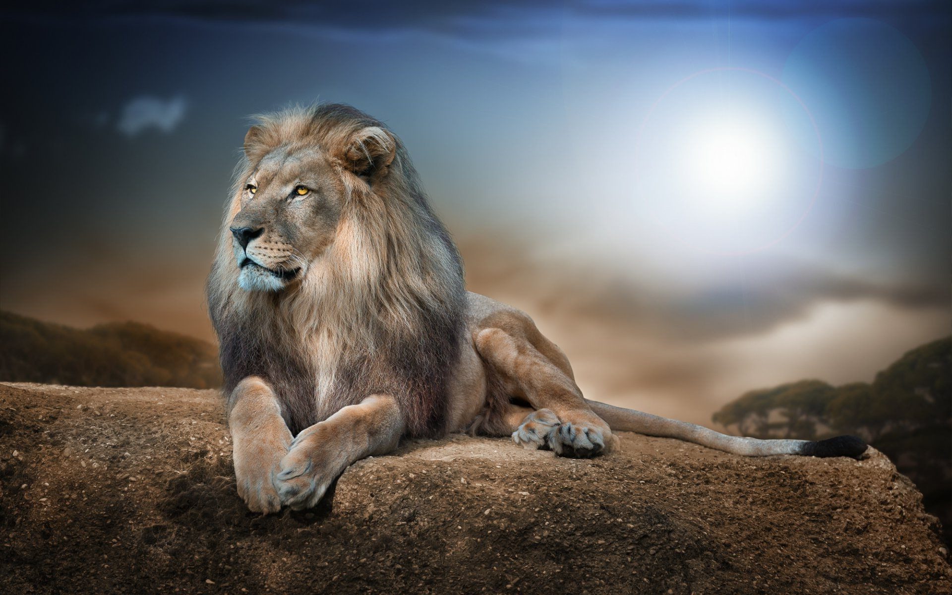 A majestic male lion rests on a rocky outcrop, gazing into the distance under a dramatic sky. The setting sun casts a warm glow on the landscape, highlighting the lion's regal presence and thick mane