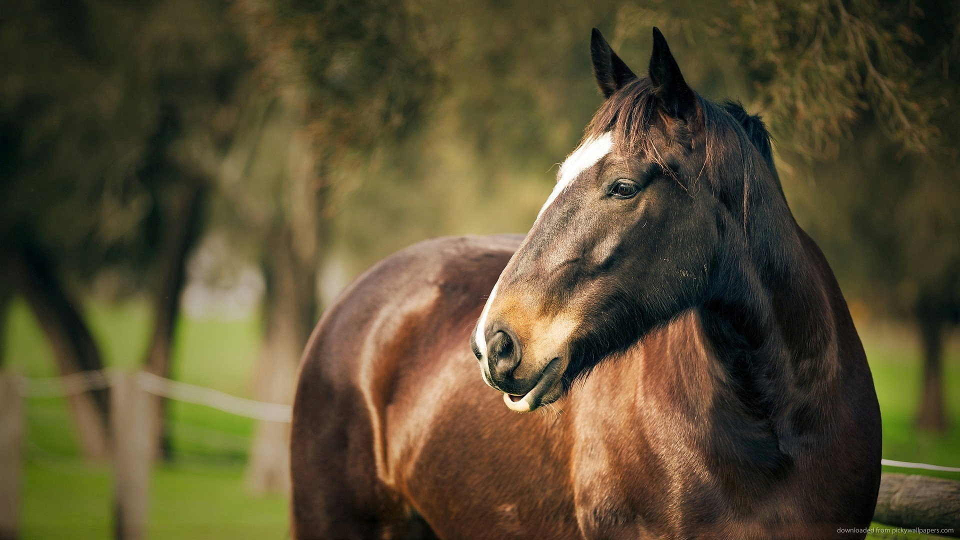 Gorgeous Brown Horse Up Close Wallpaper Picture For iPhone Blackberry