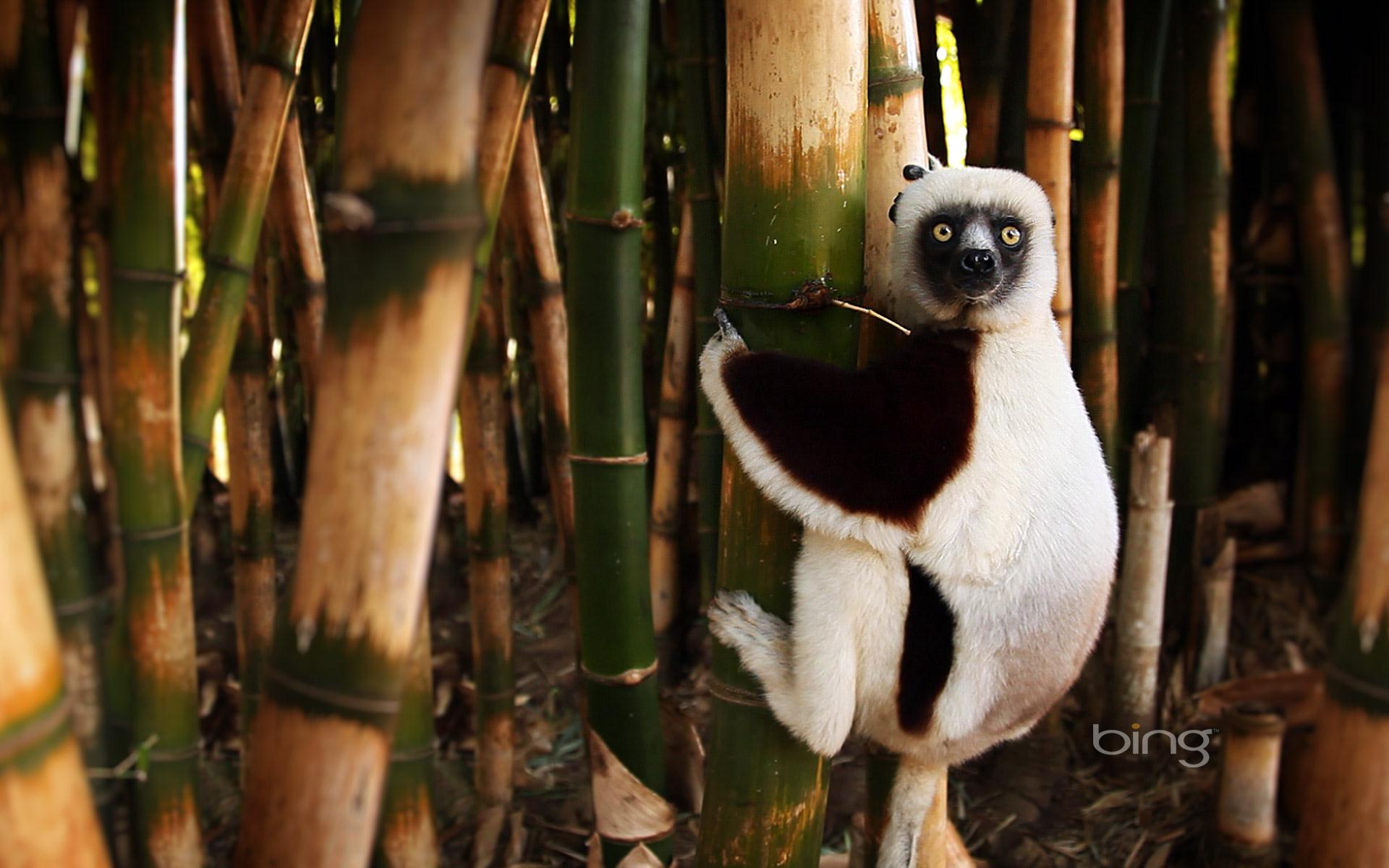 On A Bamboo Tree Madagascar Bing Wallpaper Of The Day Image Great