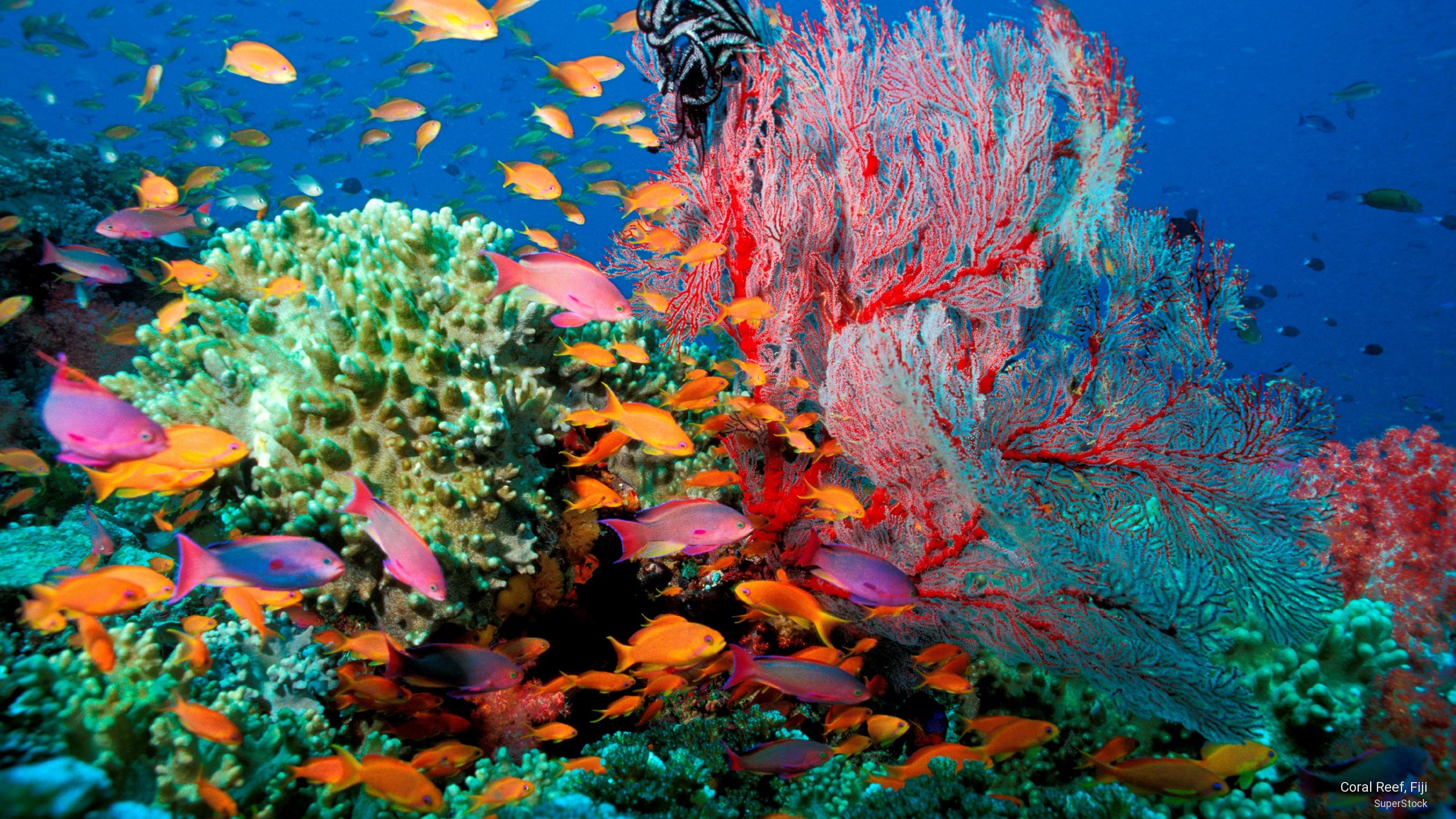 Free Coral Reef Wallpaper WallpaperSafari