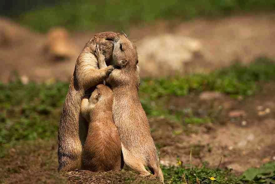 Animals Kissing Wallpaper Dw Beautiful Pictures