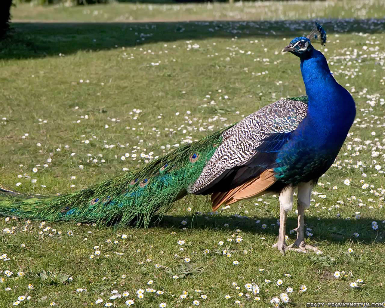Visitor For Travel Beautiful Peacock Wallpaper