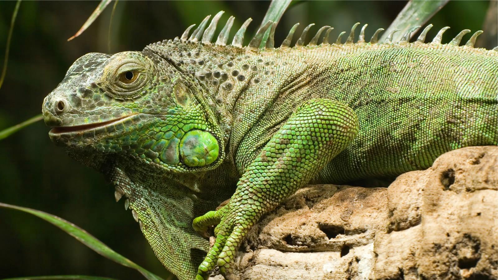 Animal Green Iguana Wallpaper