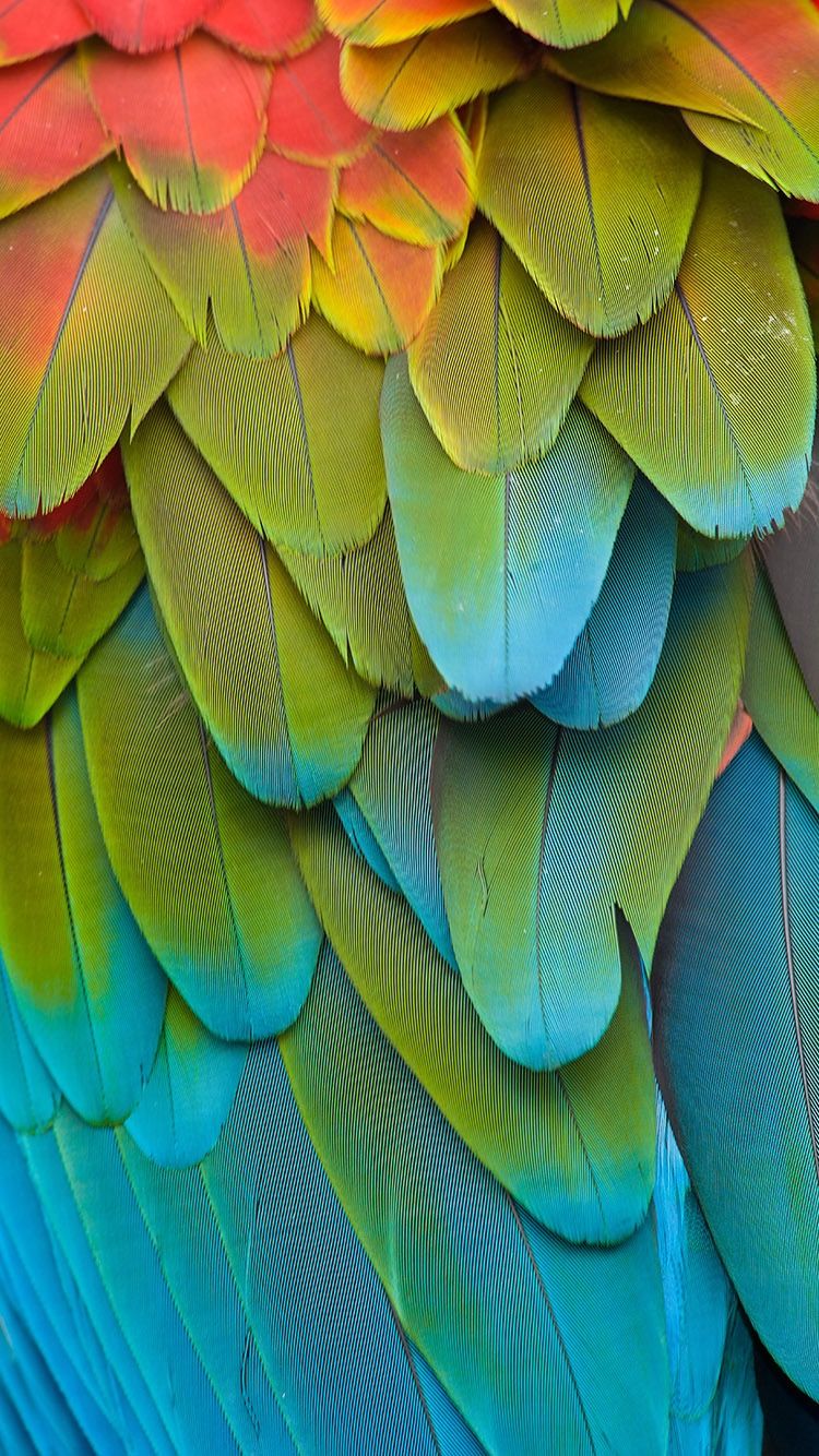 Colorful Parrot Feathers Wallpaper For iPhone From Everpix App