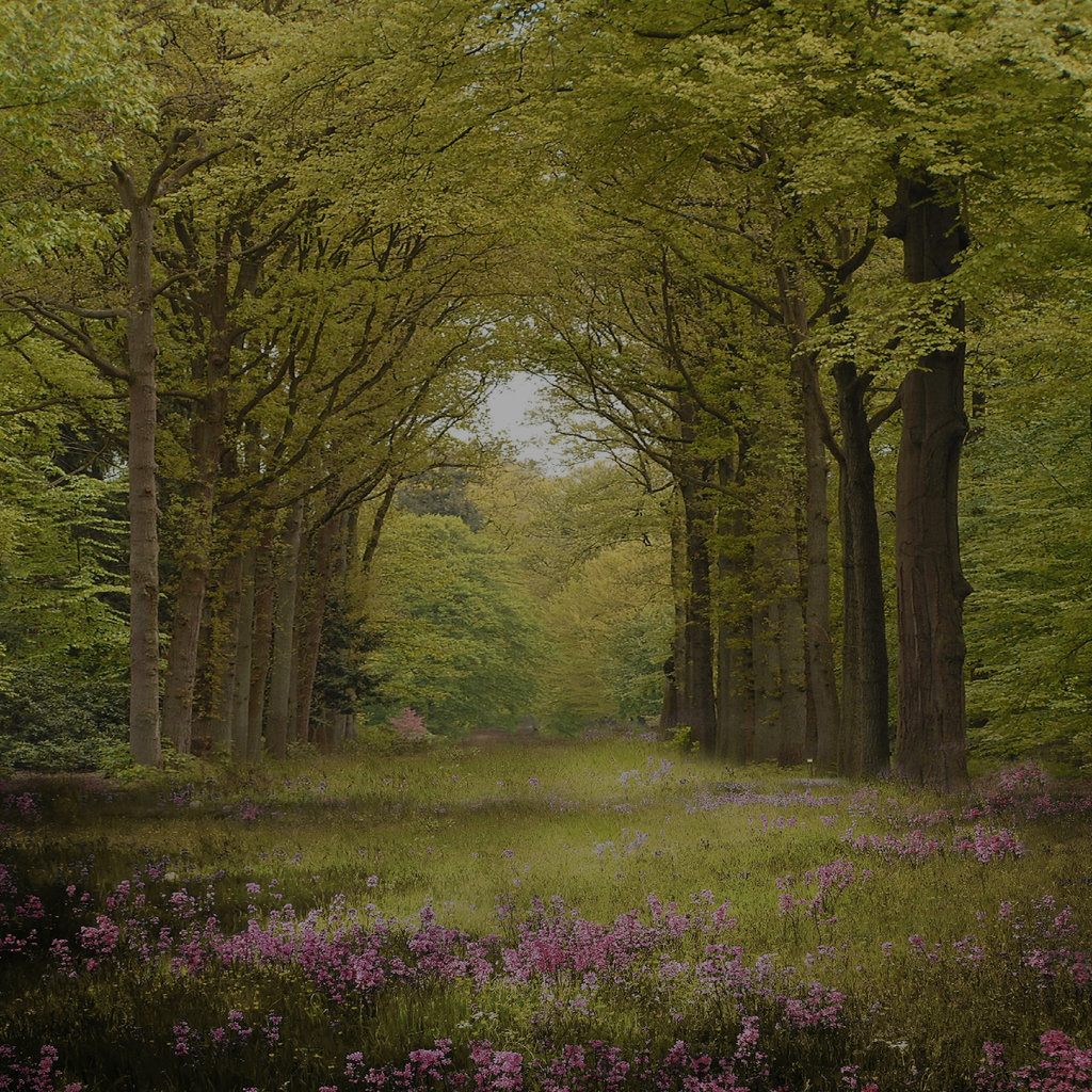 Enchanted Forest Premade Background By Virgolinedancer1