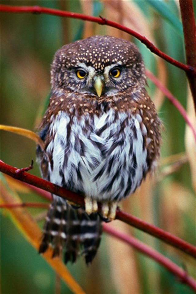 Owl Background Wallpaper iPhone Phone 4K #1550e