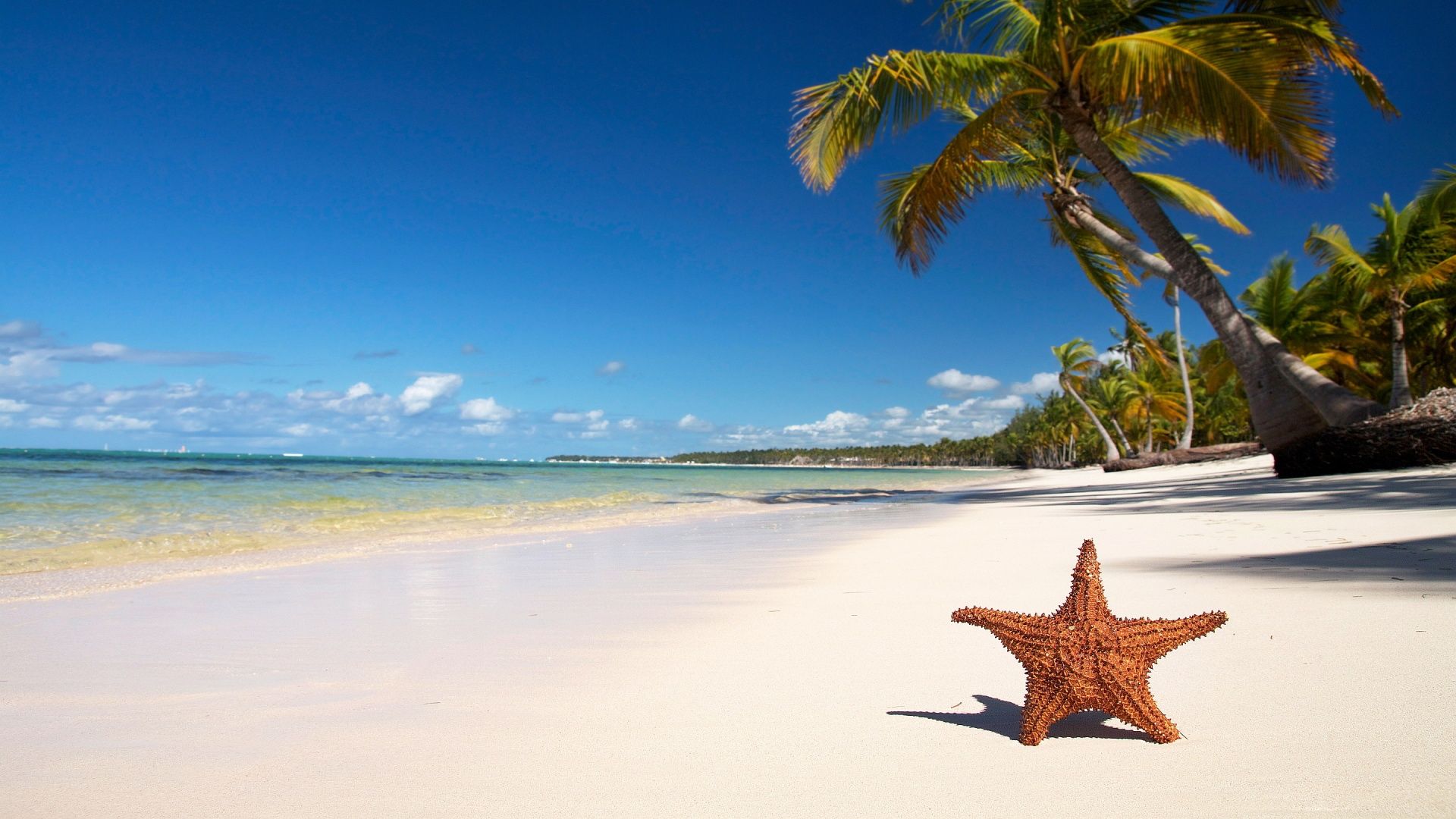 Tropical Beach Wallpaper Starfish