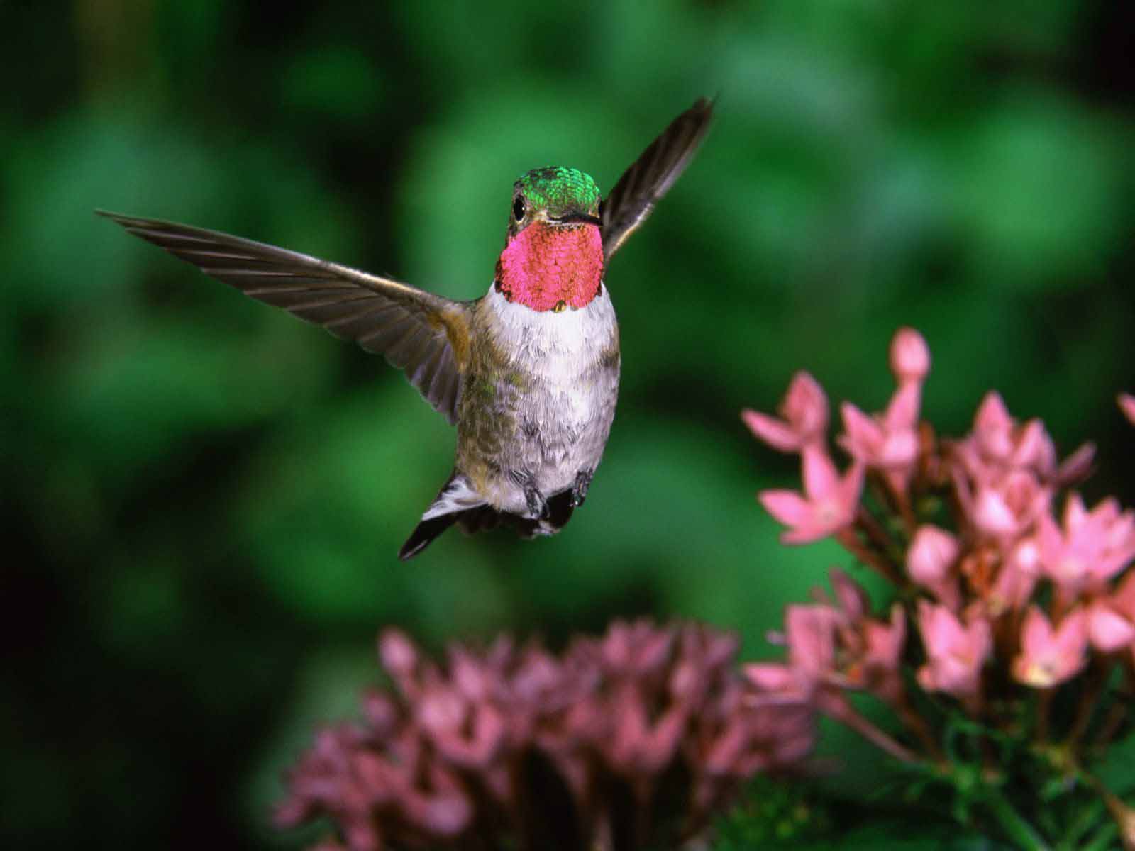 HD Wallpaper Pics Hummingbird