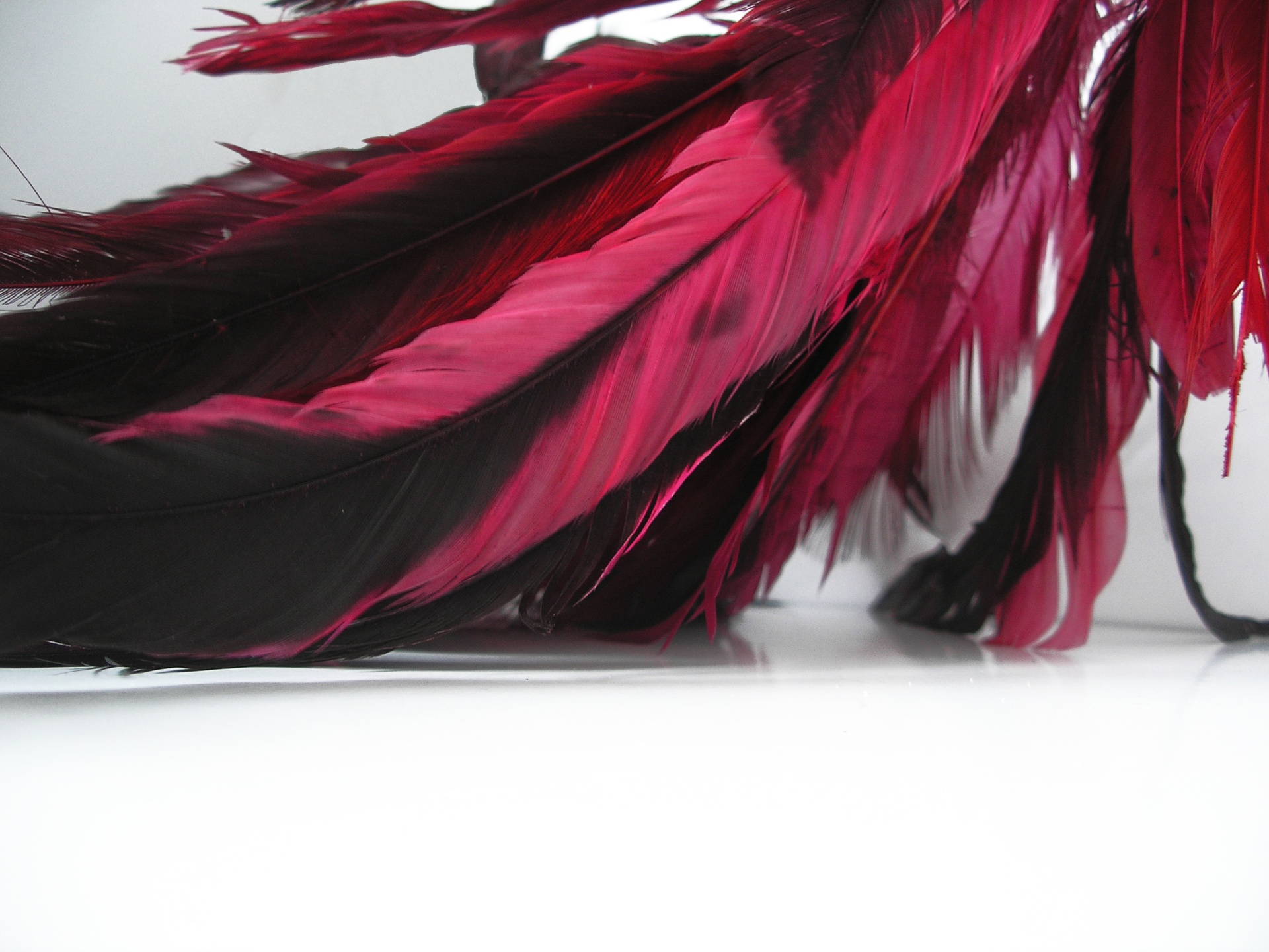 Red Feathers Desktop Pc And Mac Wallpaper