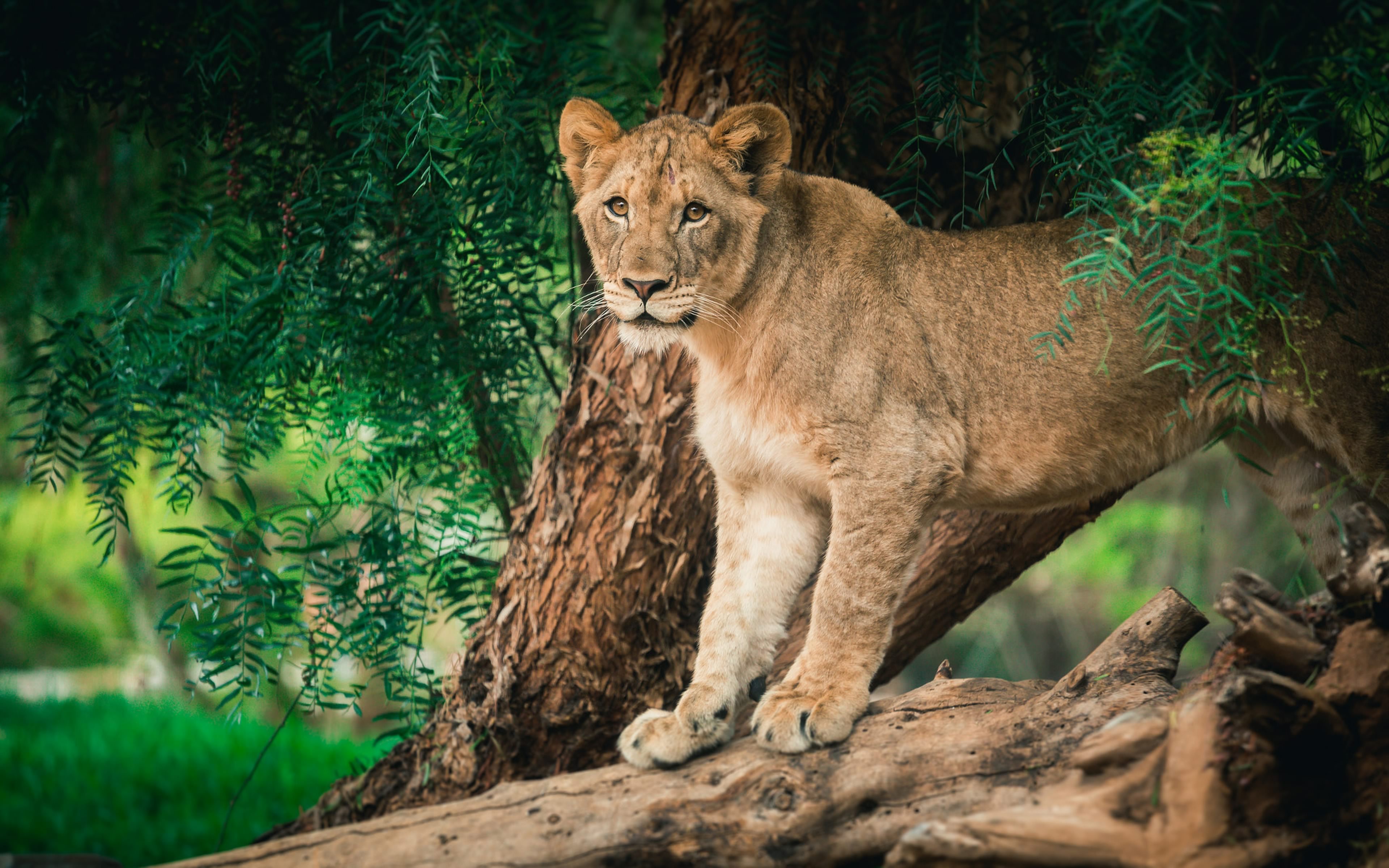 Lioness Animal Lion 4k Ultra HD Wallpaper