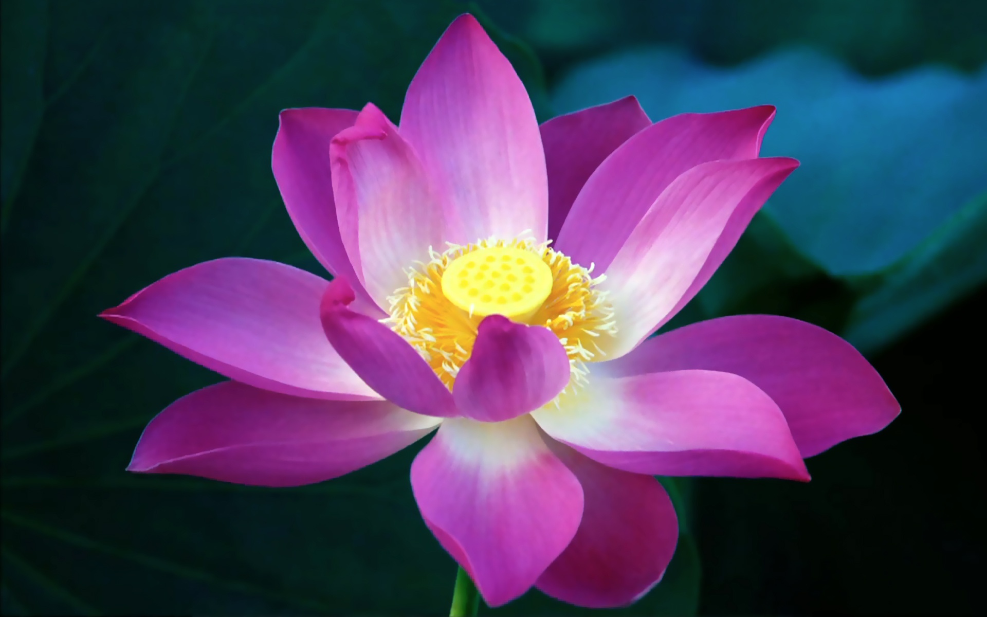 Flower Lotus Mac Wallpaper