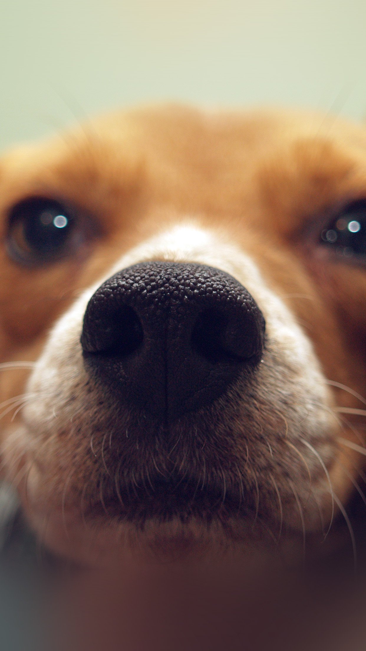 Cute Puppy Dog Nose iPhone HD Wallpaper