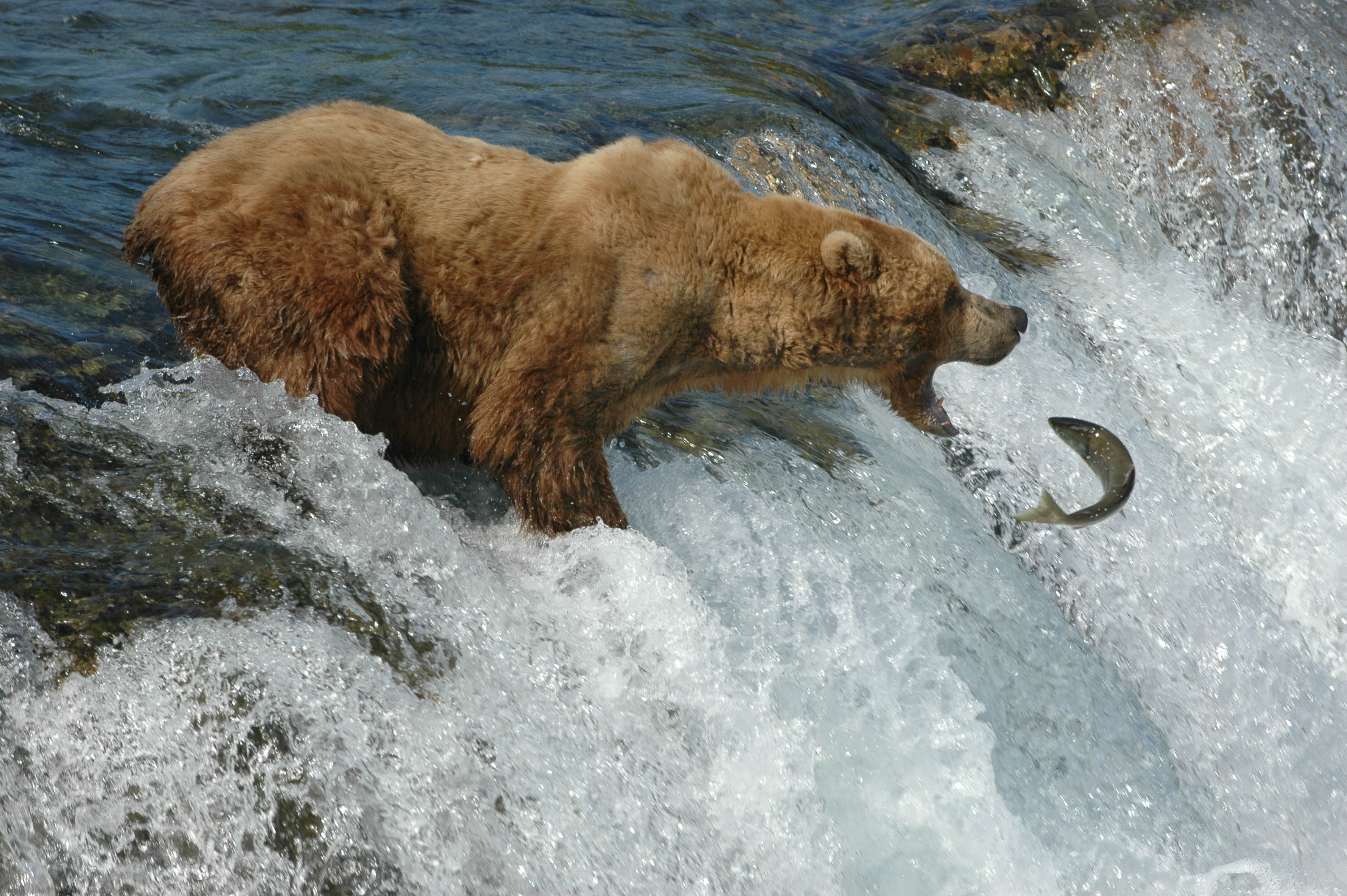 Bear River Salmon Fish It Wallpaper