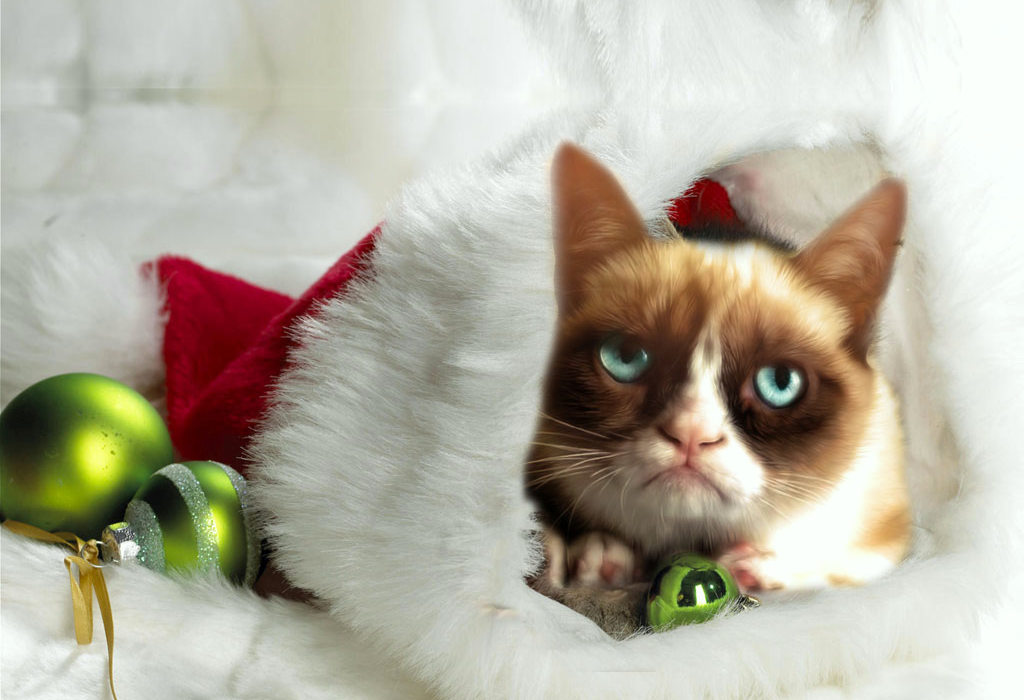 Grumpy Cat Christmas Grumpy Cat Christmas Wallpaper Jpg