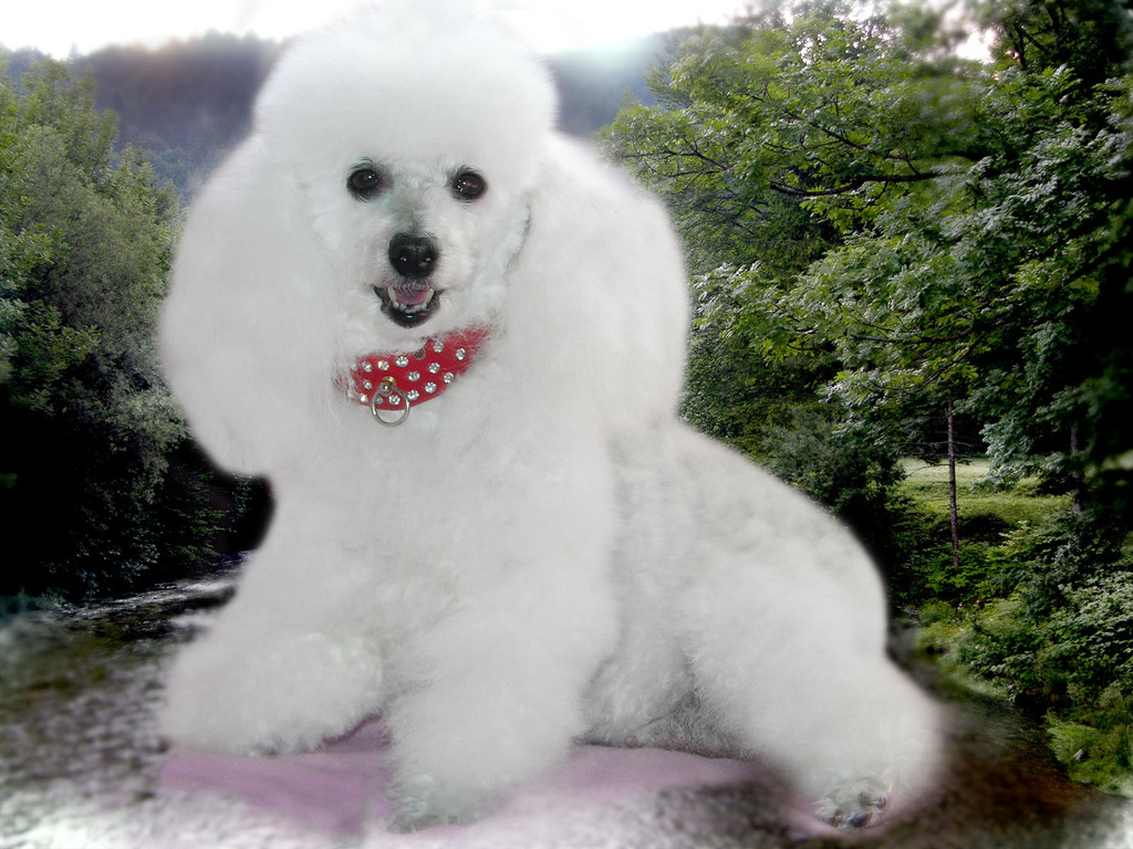 White Poodle Dog High Definition Na Wallpaper Cool
