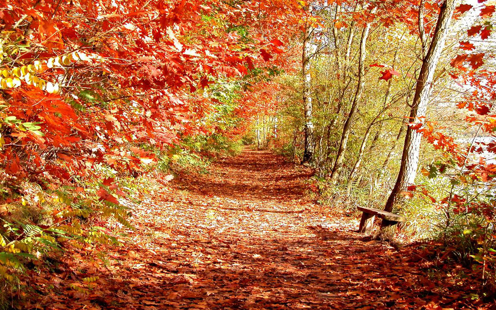 wallpapers Beautiful Autumn Scenery Wallpapers 1600x1000