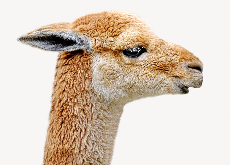 Photography Lama Image Wallpaper