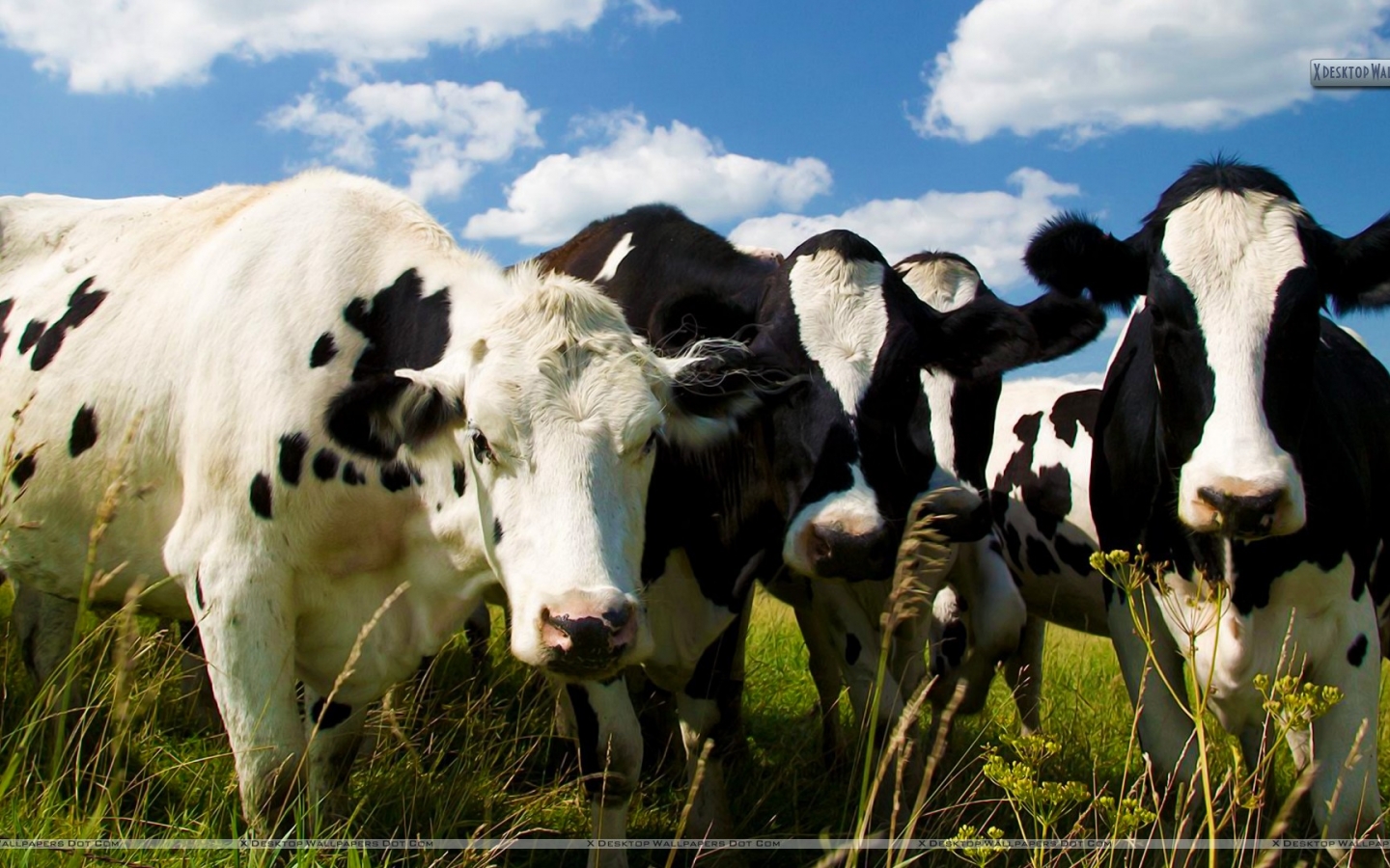 Image Gallery Holstein Cow Wallpaper For